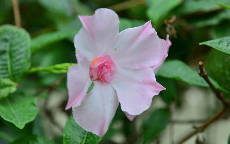 Mandevilla