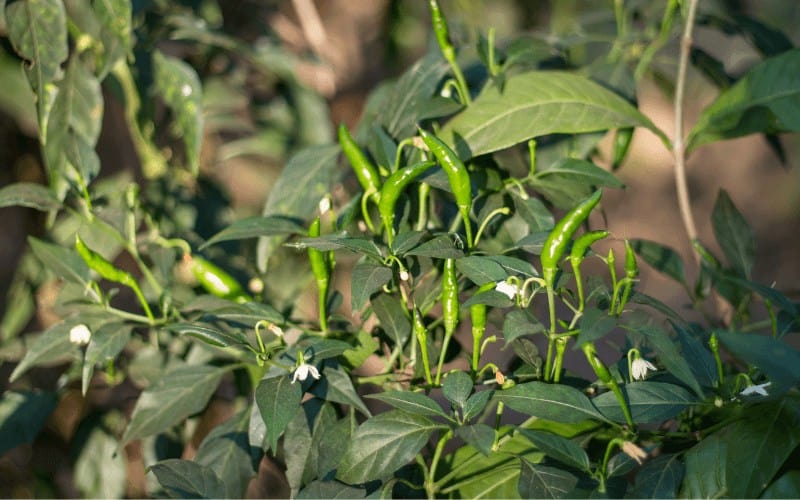 Mountain pepper