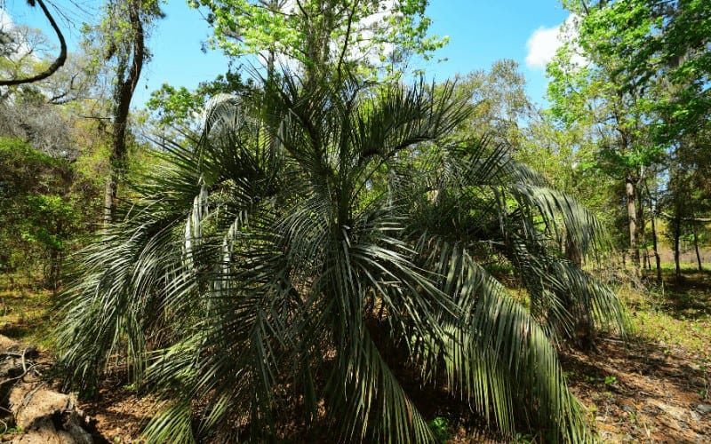 Needle Palm