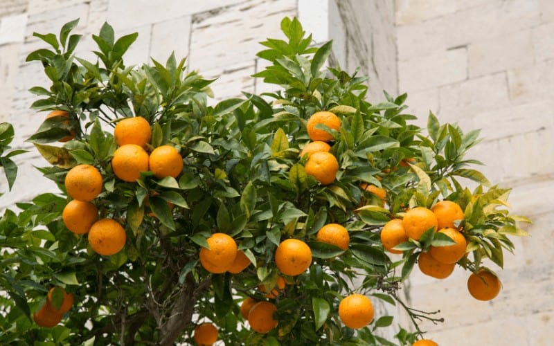 Origin of Orange Tree