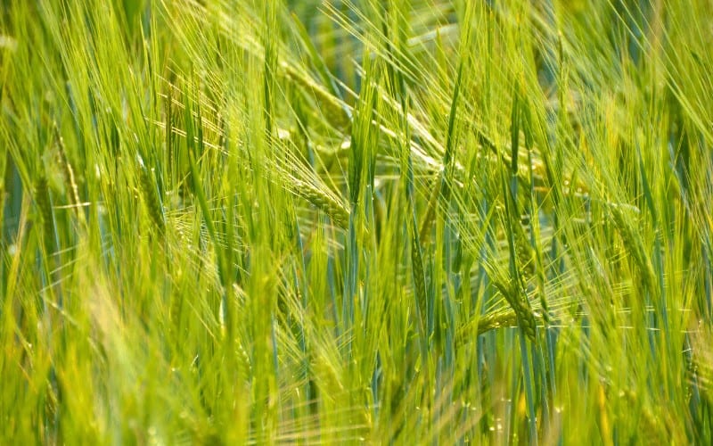 Origin of Wheat Plant