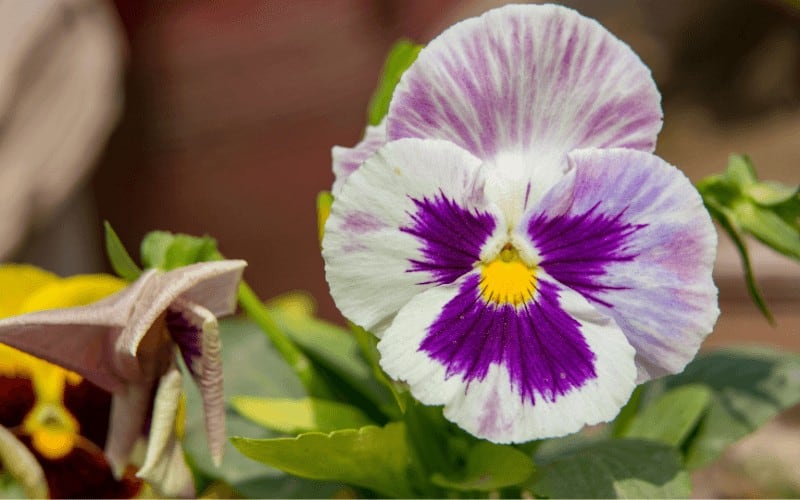 Pansy