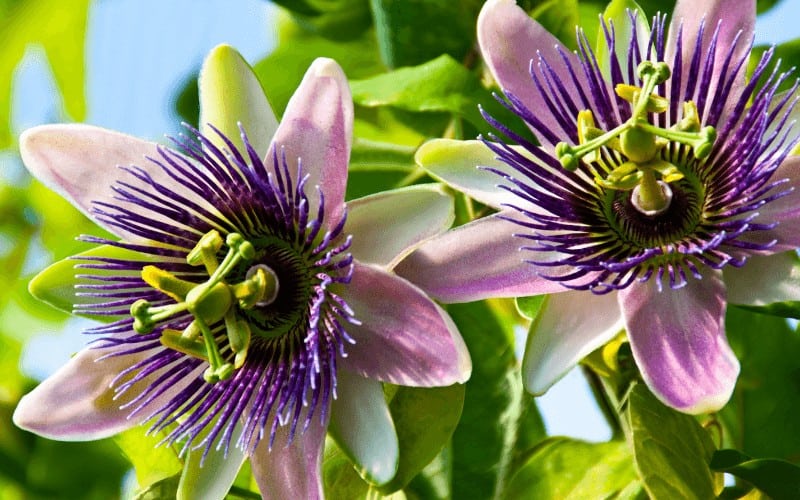 Passion Flower