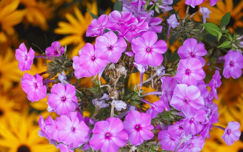 Phlox