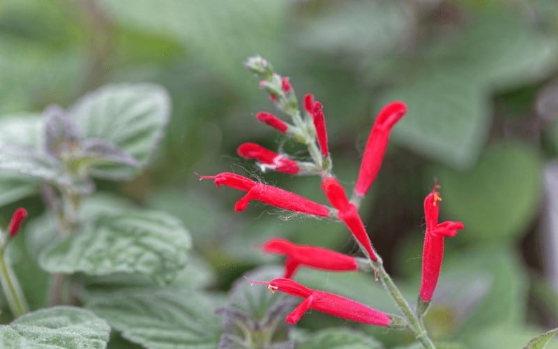 Pineapple Sage