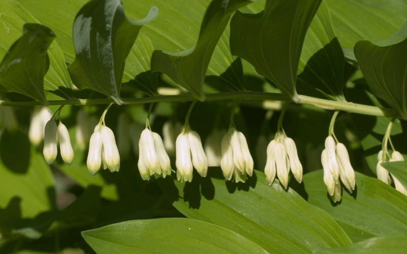 Polygonatum