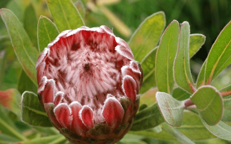 Protea