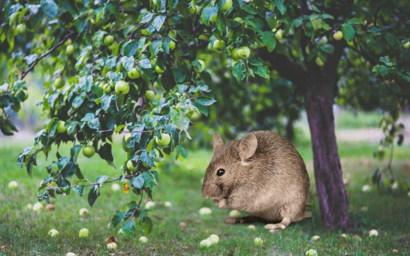 How to Protect Fruit Trees from Rodents