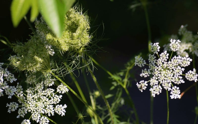 Queen Annes’s lace