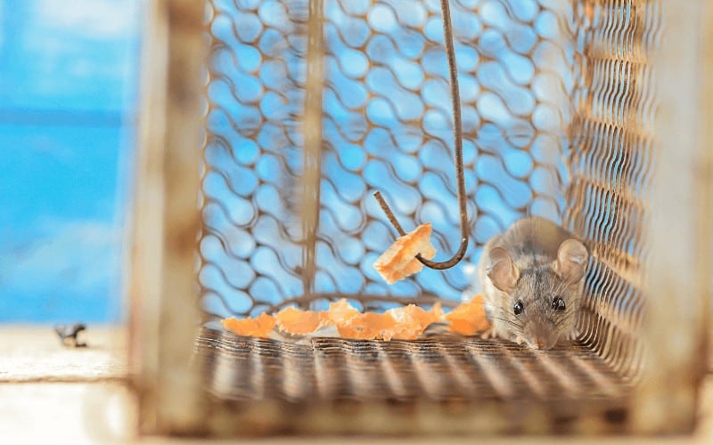 Rat trap to Protect Fruit Trees from Rodents