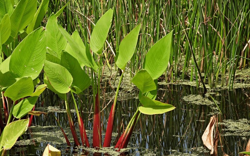 Red Stem Thalia