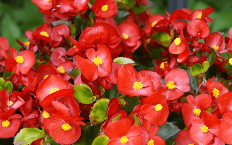 Red-Stemmed Begonia