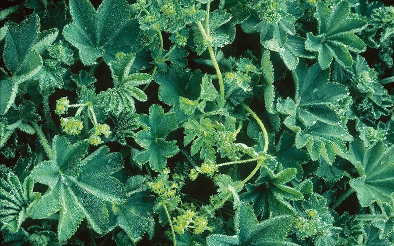 Red-Stemmed Lady's Mantle