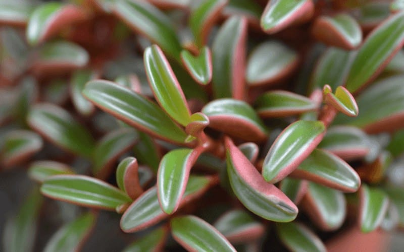 Red Tree Peperomia