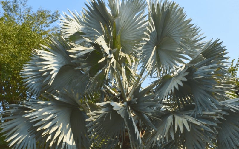 Saw Palmetto