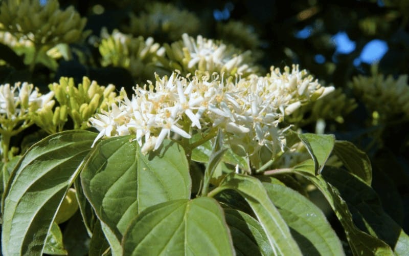 Signs Of a Dying Dogwood Plant