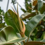 Signs Of a Dying Rubber Tree Plant