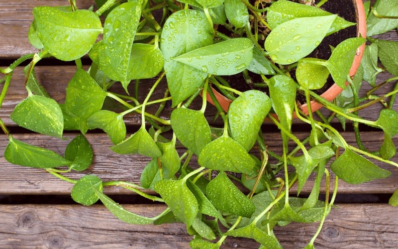 Signs of a Dying Pothos Plant