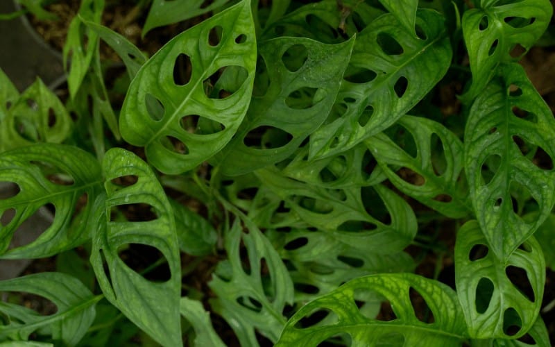 Swiss Cheese Plant