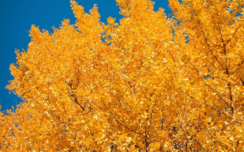Types Of Ginkgo Trees