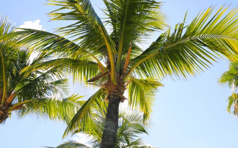 Types Of Palm Trees In Florida