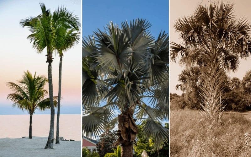 13-types-of-palm-trees-in-florida-with-scientific-names