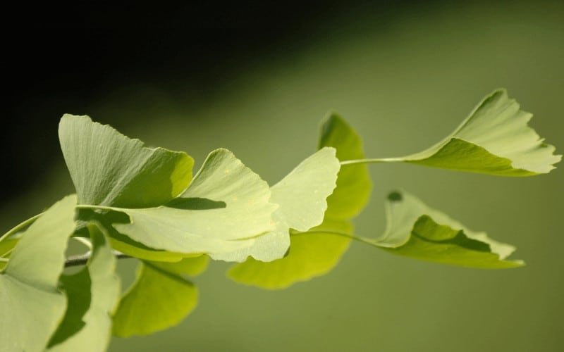 Variegated Ginkgo Tree