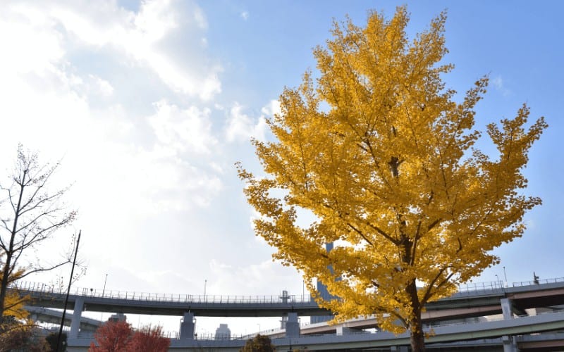 What Are Ginkgo Trees