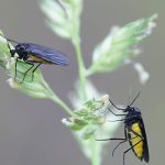 What Attracts Gnats To Houseplants