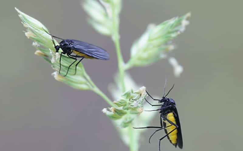 How To Get Rid Of Gnats In Houseplants With Vinegar
