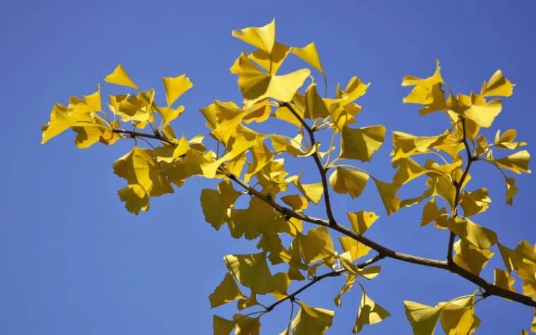 Types Of Ginkgo Trees Ginkgo Tree Varieties