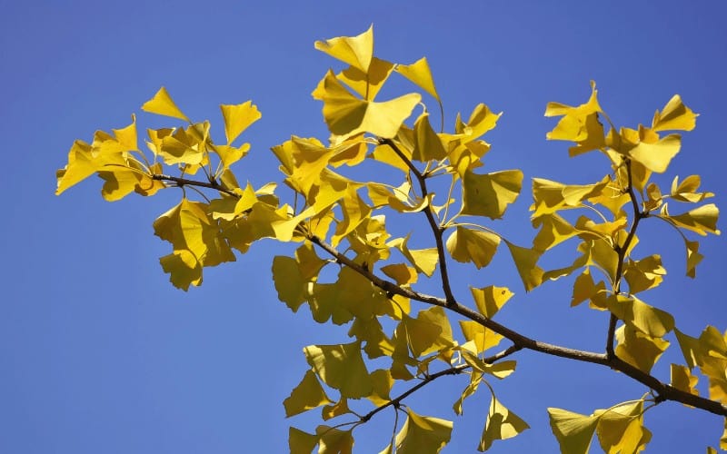 What Is Special About Ginkgo Trees