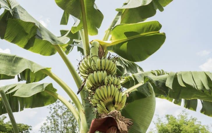 Are Bananas Man Made? (Origin Of Banana Tree)
