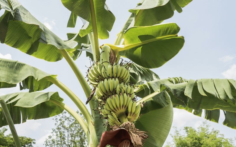 Where Do Bananas Come From Originally