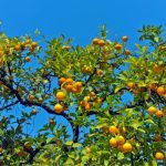 Where Do Oranges Come From Originally