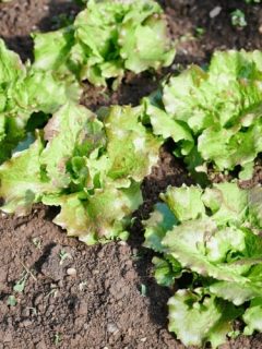 Where Does Lettuce Come From Originally