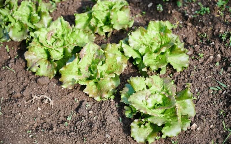 Is Lettuce Man Made? (Origin Of Lettuce Plant)