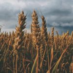 Where Does Wheat Come From Originally