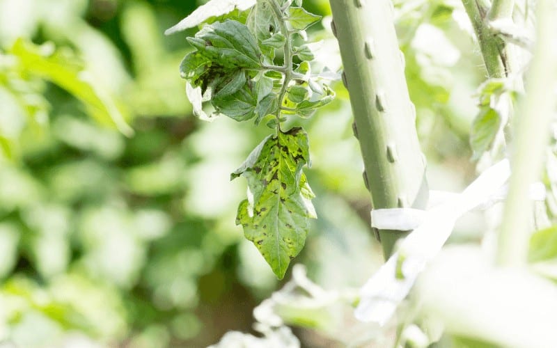 Why Is Tomato Plant Wilting After Transplant