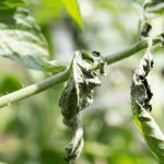 Will Wilted Tomato Plants Recover