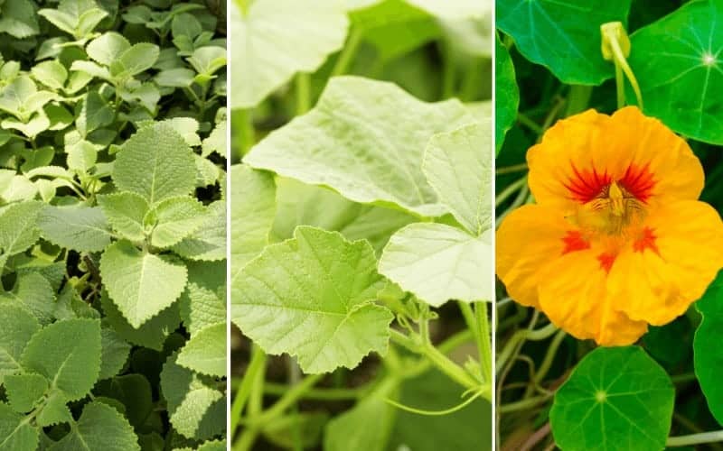 9 Top Winter Squash Companion Plants (With IMAGES)