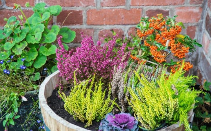 9 Valuable Plants That Grow Well Together In Pots