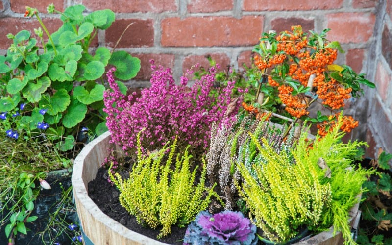best plants to grow in pots