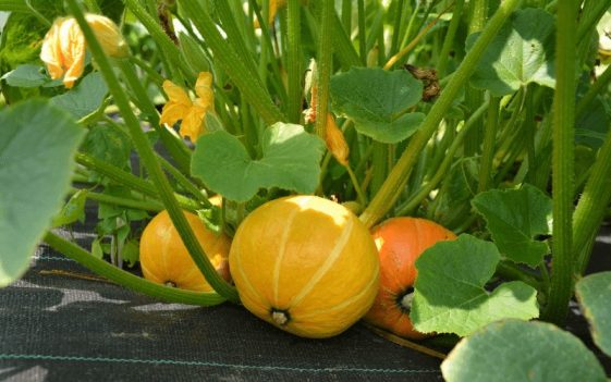 9 Top Winter Squash Companion Plants With IMAGES   Companion Plants For Winter Squash 561x351 