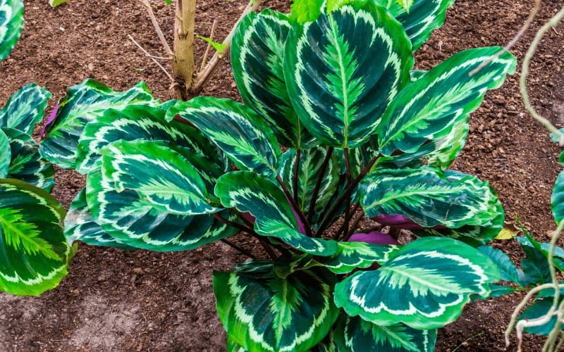 7. Calathea Medallion (Calathea Veitchiana) .