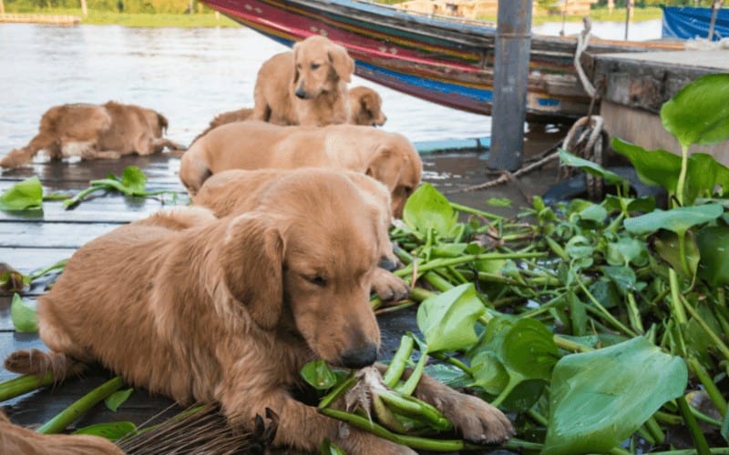 Can Dogs Eat Vegetables