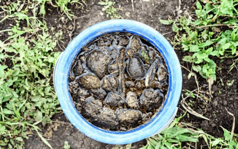 Disadvantages of Compost Tea