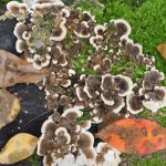 Does Diatomaceous Earth Kill Fungus