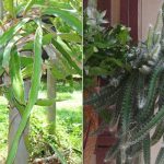 Dog Tail Cactus Vs Dragon Fruit