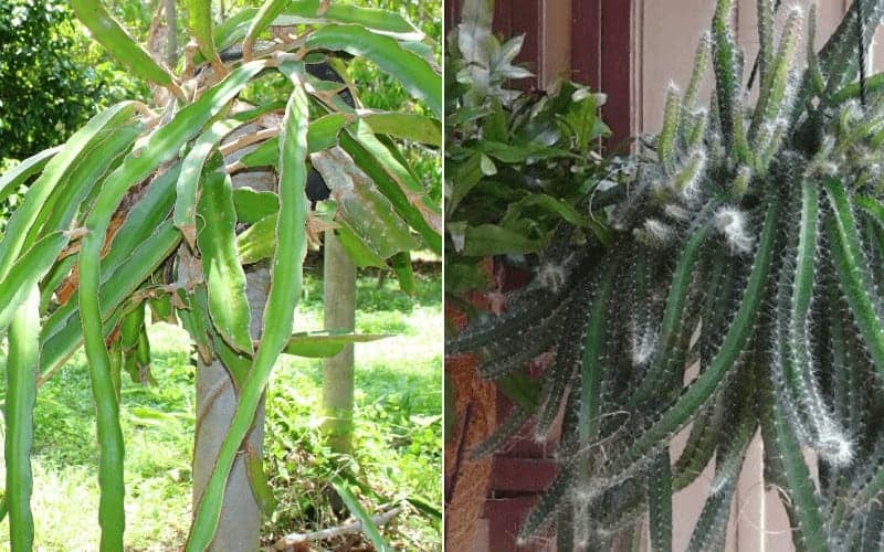 Dog Tail Cactus Vs Dragon Fruit (Key Differences)